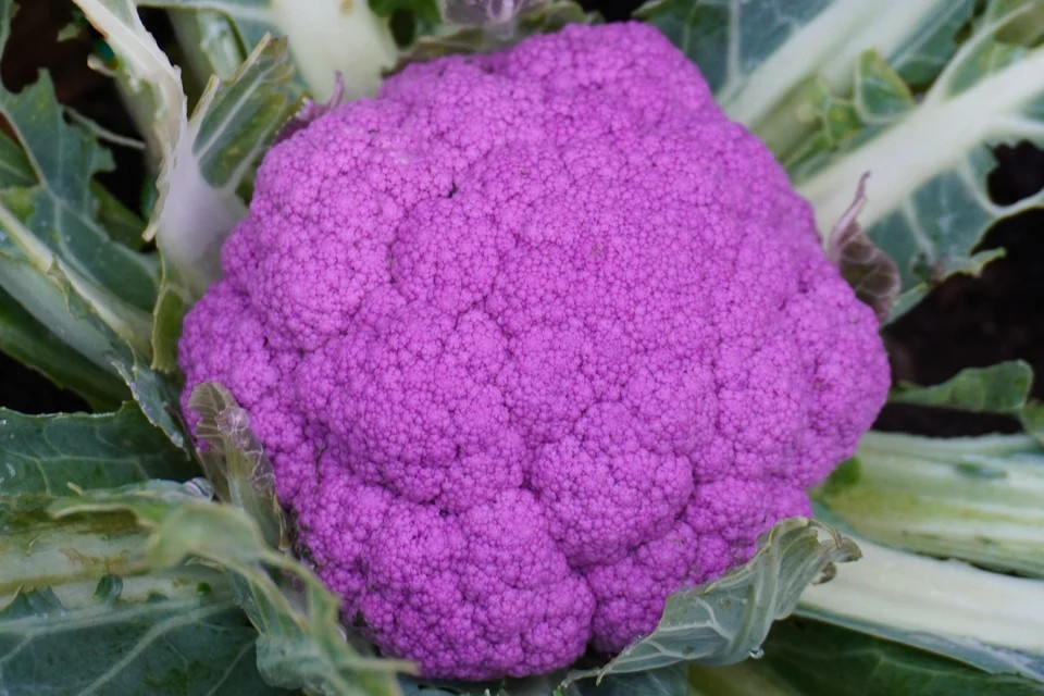 Cauliflower - Purple Moon F1