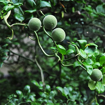 Poncirus trifoliata 'Monstrosa'