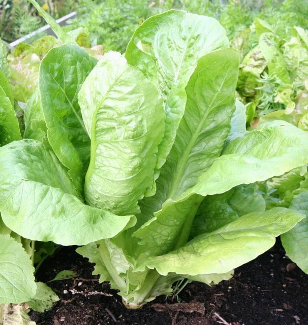 Lettuce - Parris Island Cos