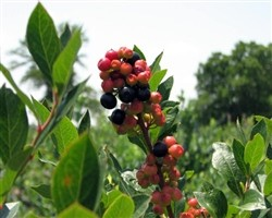Vaccinium 'Summer Sunset'