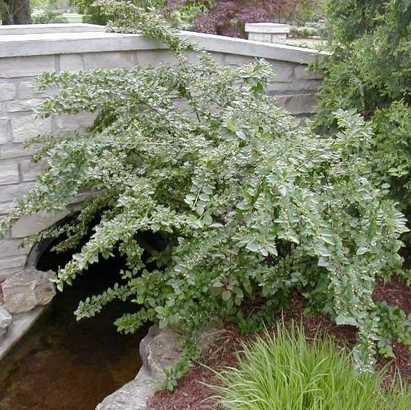 Cotoneaster acutifolius