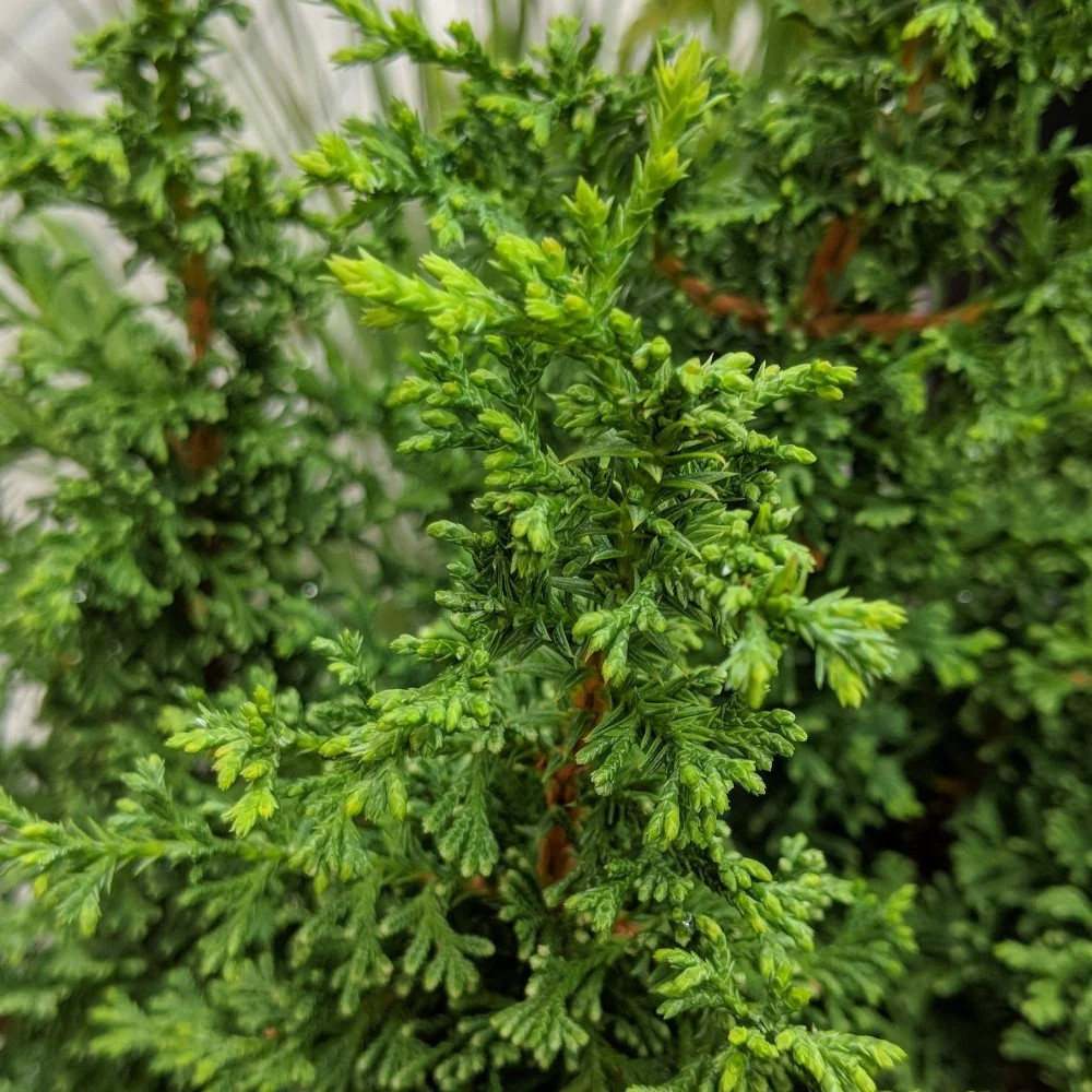 Chamaecyparis thyoides 'Top Point'