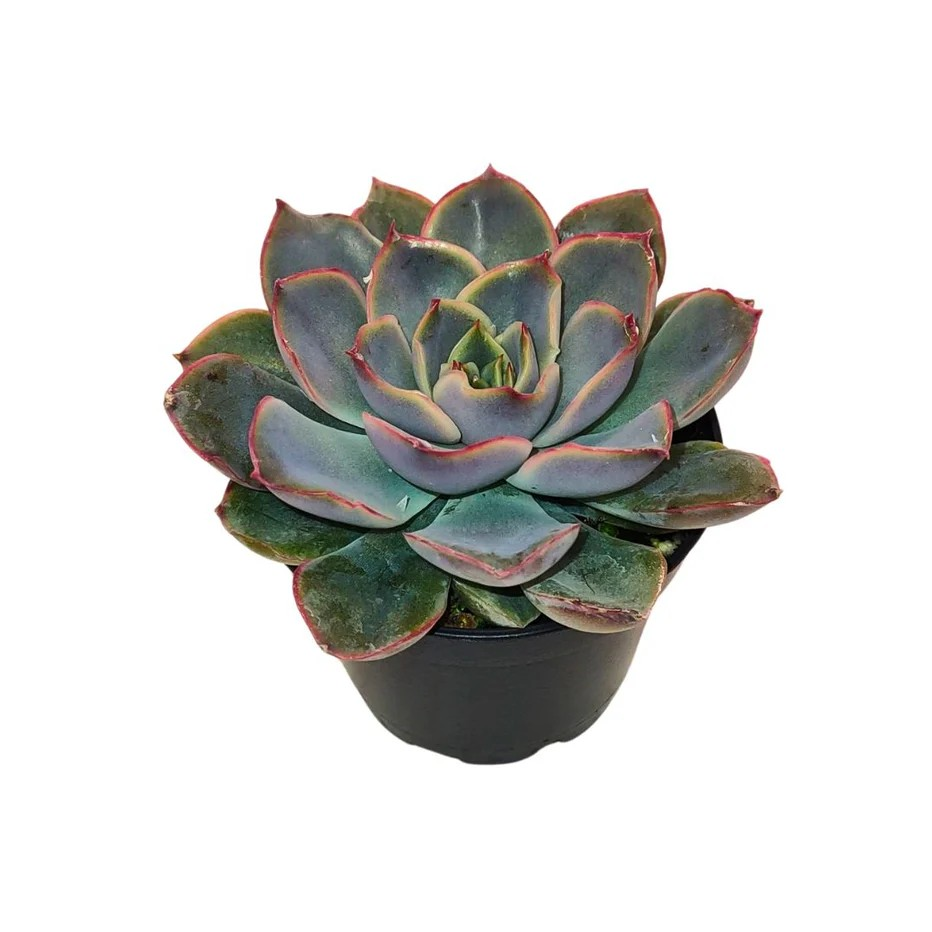 Echeveria 'Parva'