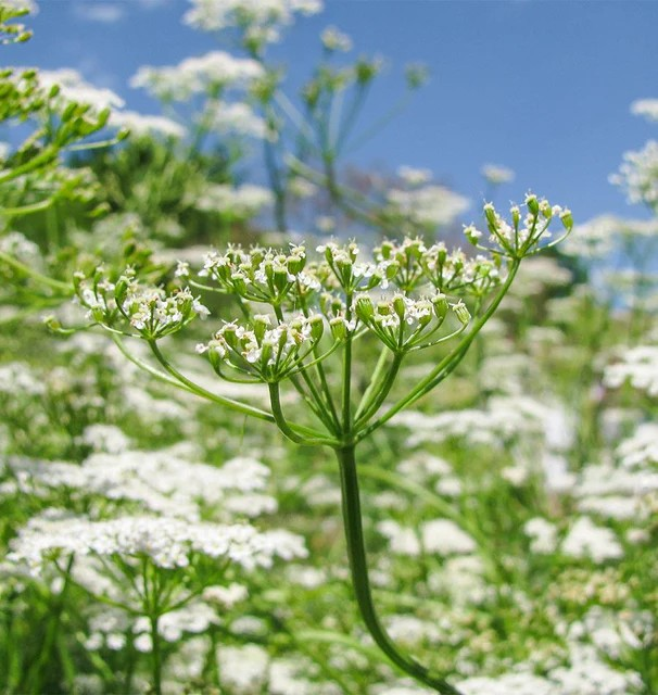 Cumin