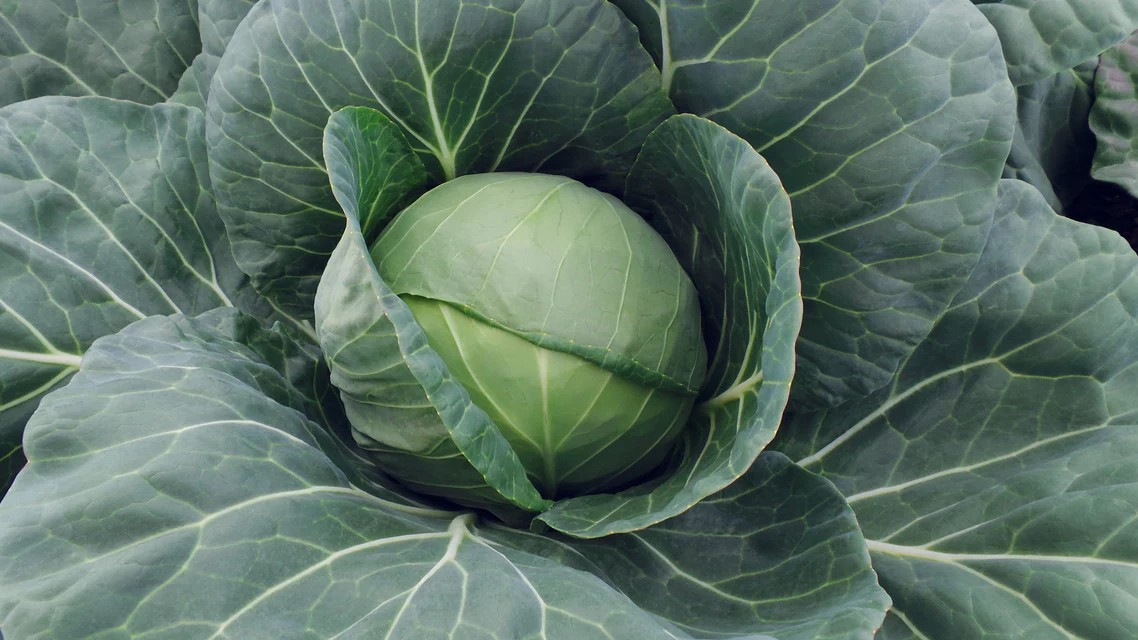 Cabbage - Farao F1 Organic