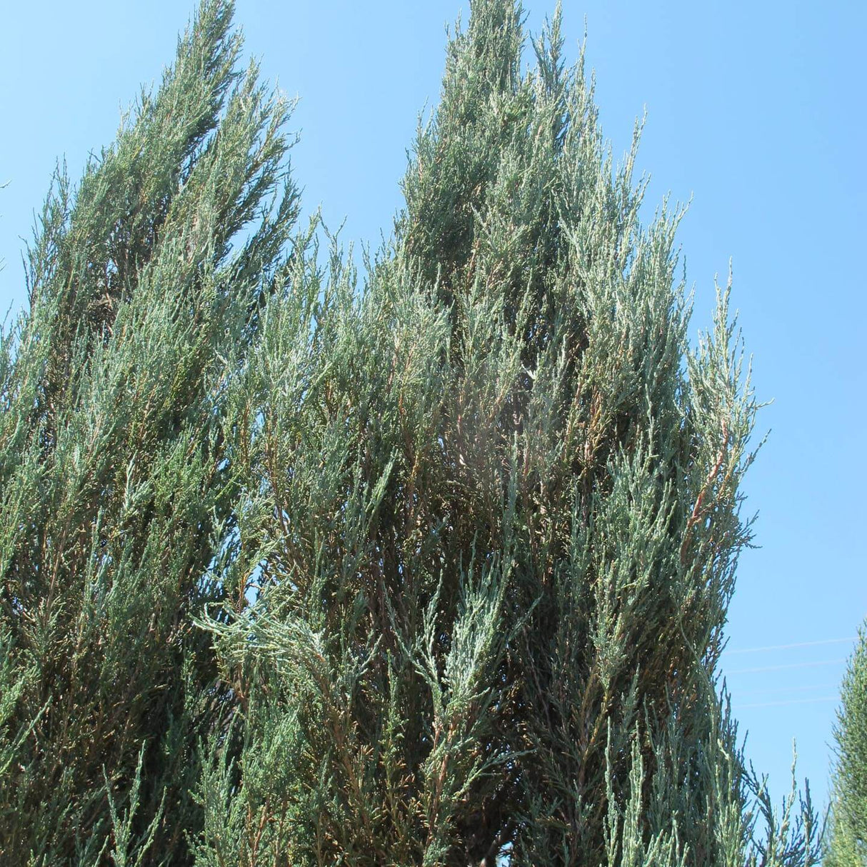 Juniperus virginiana 'Sky Rocket'