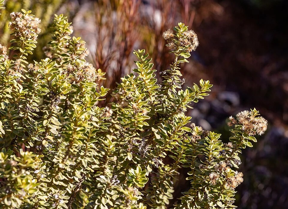 Olearia nummularifolia