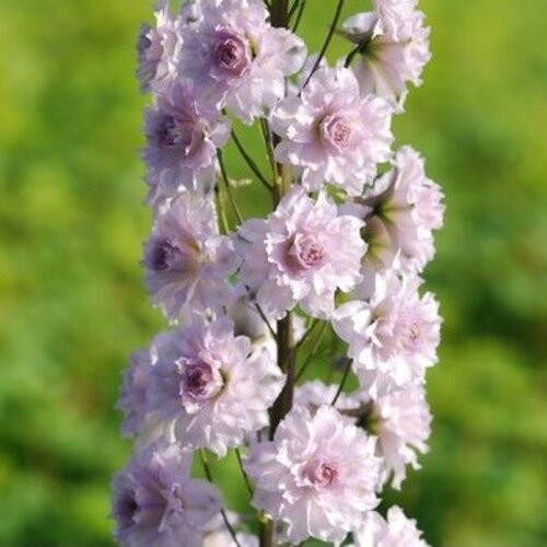 Delphinium 'Highlander Cha Cha'