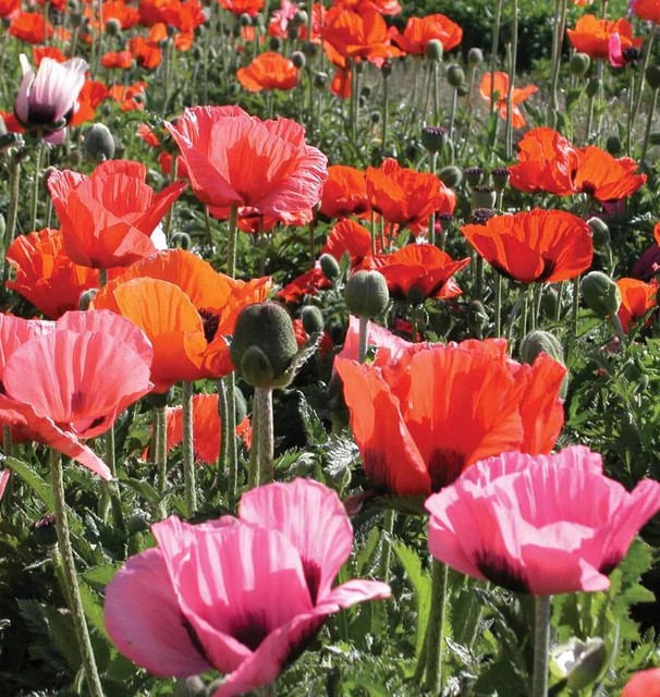 Poppies - Pizzicato Mix