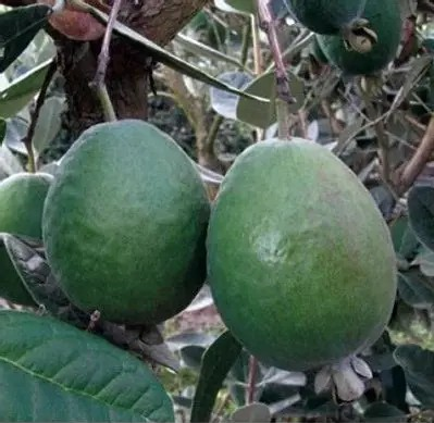 Guava-Acca sellowiana 'Anatoki'