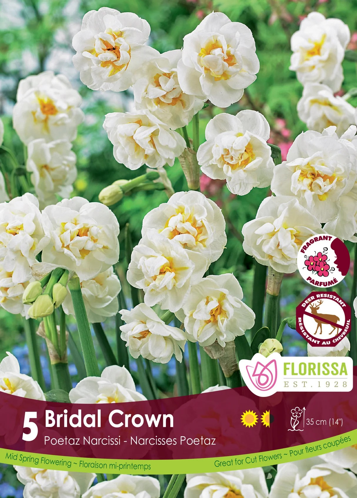 Narcissus Poetaz 'Bridal Crown'