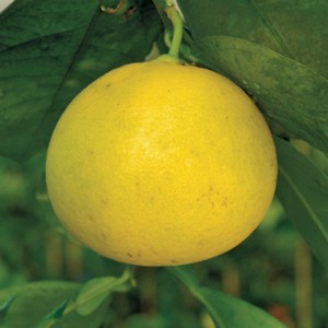 Citrus hybrid 'Melogold'