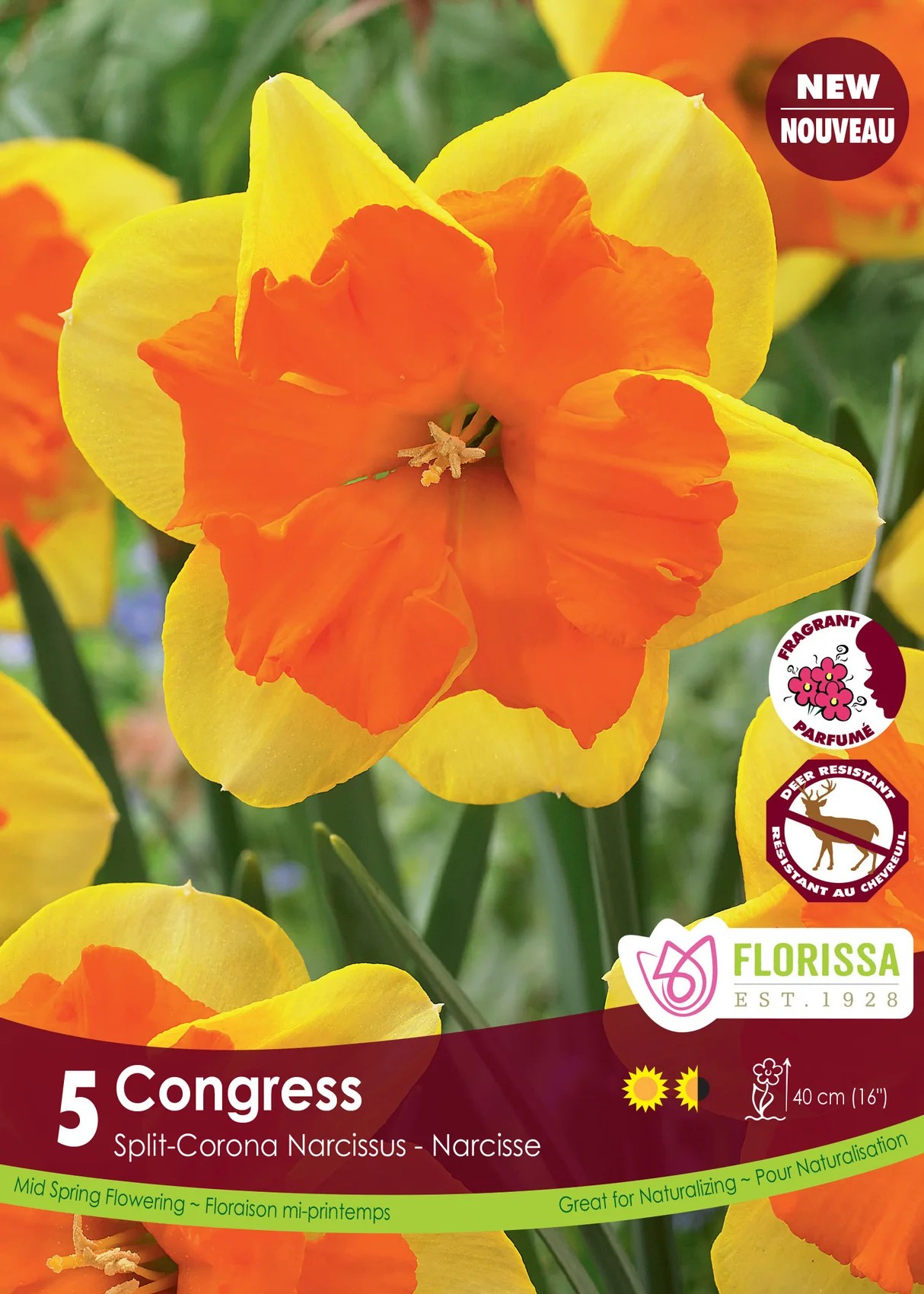 Narcissus 'Congress'