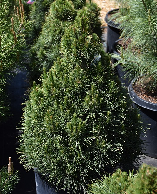 Pinus sylvestris 'Green Penguin'
