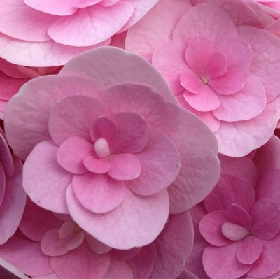 Hydrangea macrophylla 'Love'