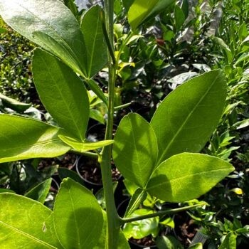 Poncirus trifoliata x Citrus paradisi