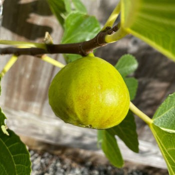 Ficus carica 'LSU Gold'
