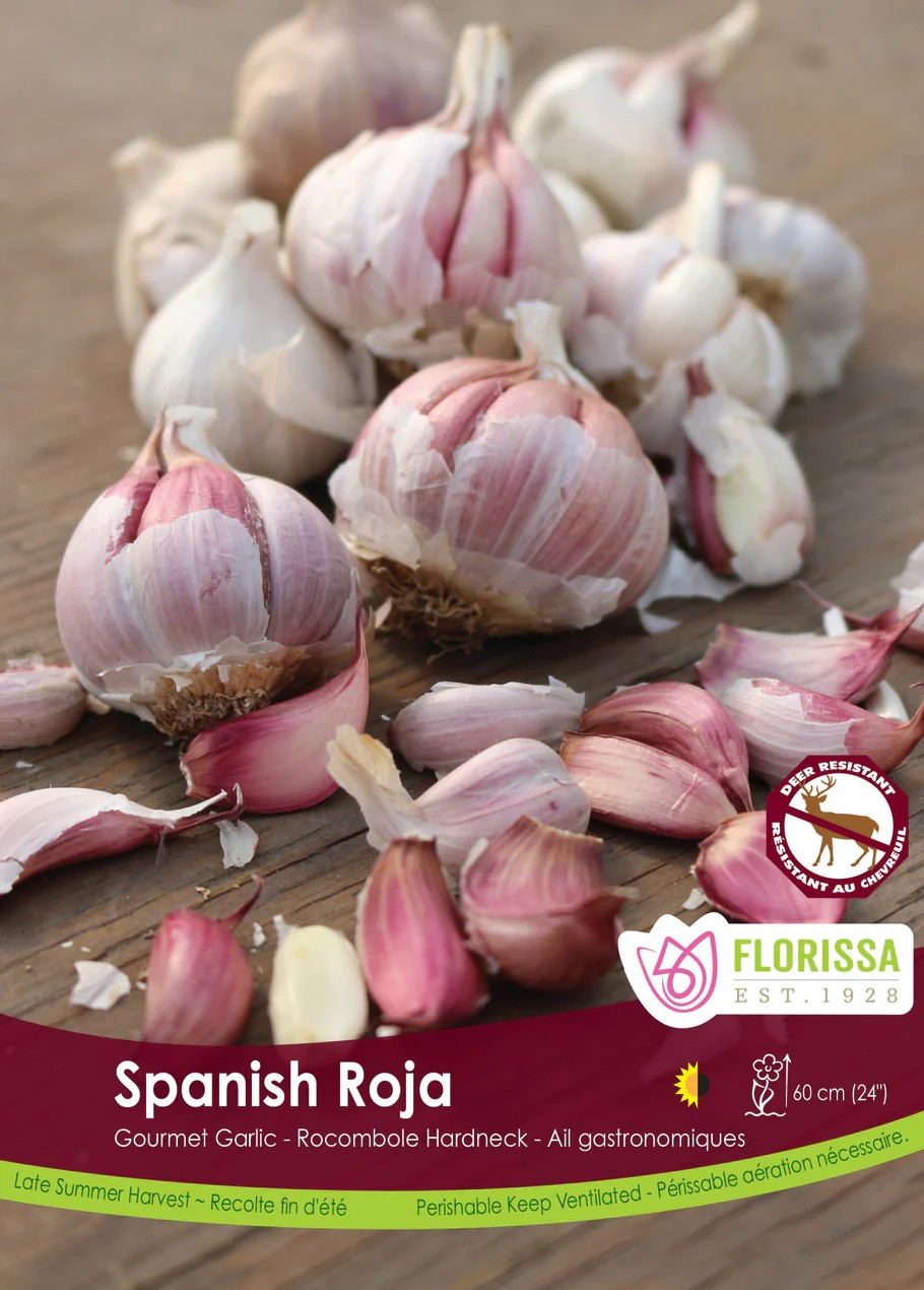 Garlic