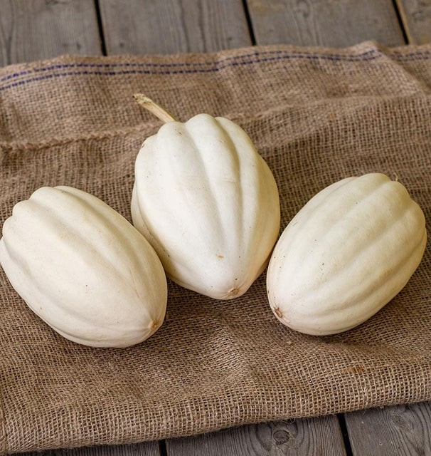 Squash - Winter - Mashed Potatoes F1