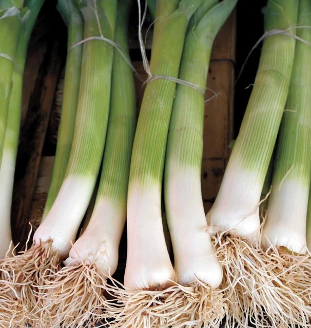 Leek - Varna