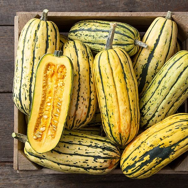 Squash - Bush Delicata - Organic