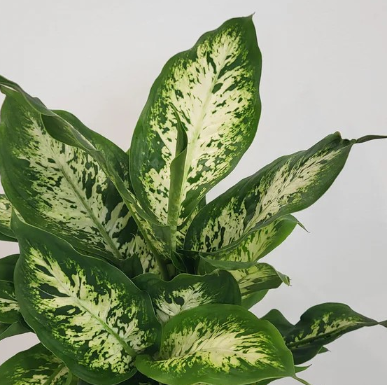 Dieffenbachia 'Perfection'