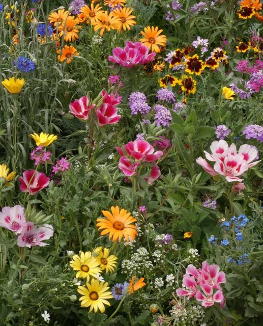 Wildflowers - Knee-High Meadow Blend