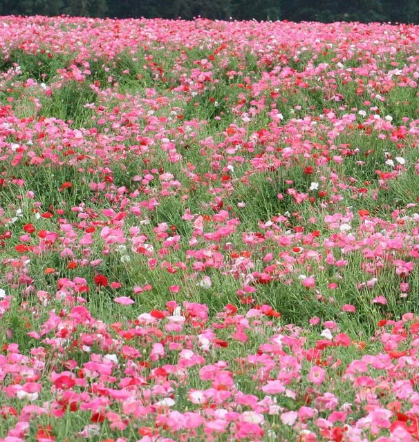 Poppies - Shirley Double Mix
