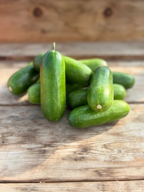 Cucumbers - Mini-Me F1 - Organic