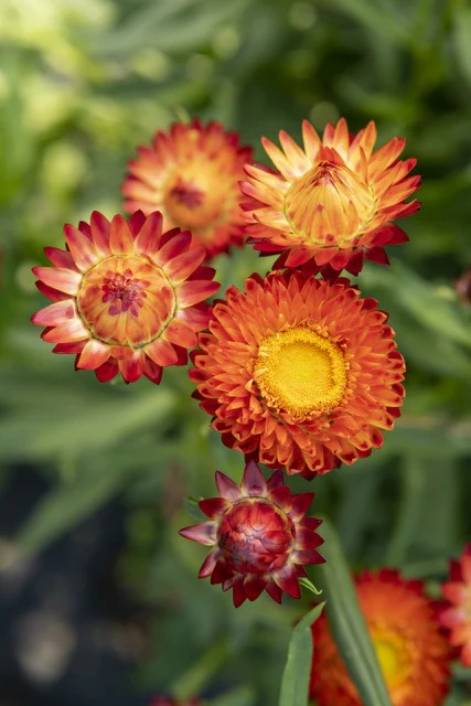 Strawflower - King Size Orange