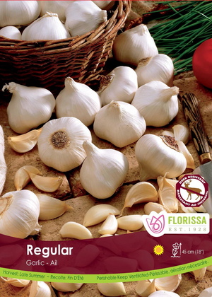 Garlic