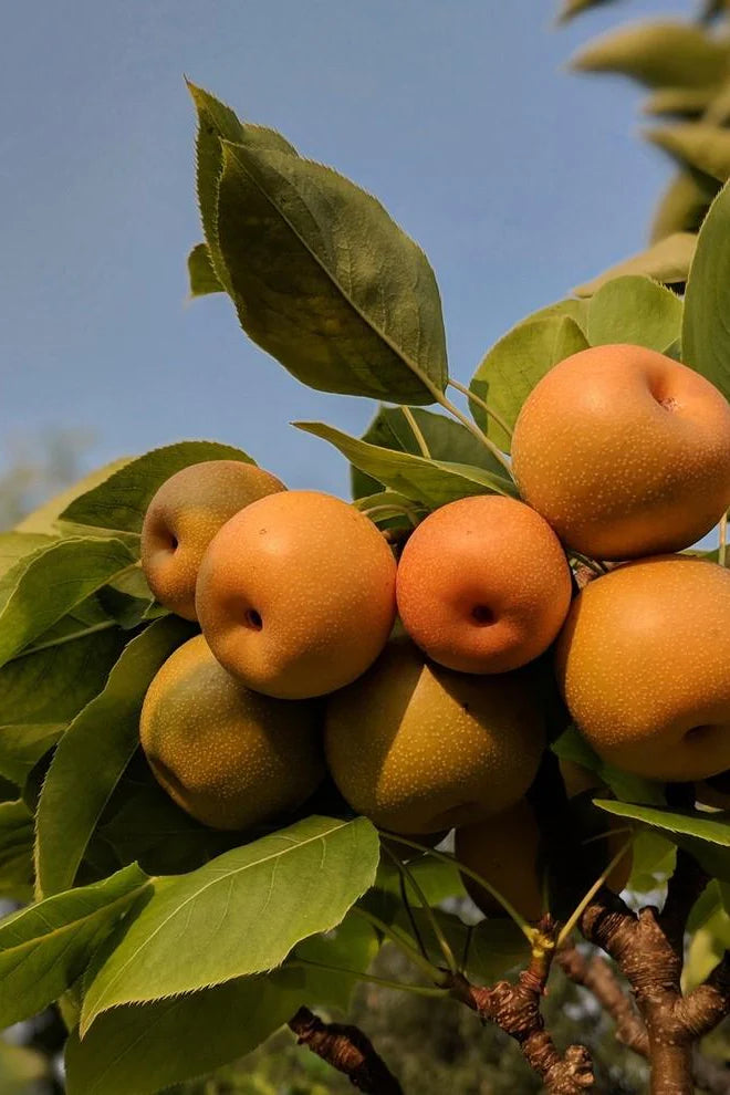 Pear - Pyrus pyrifolia 'Kosui'