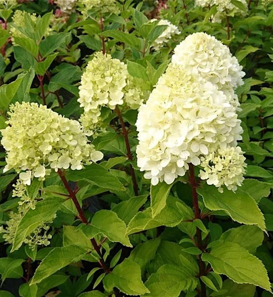 Hydrangea paniculata 'Mojito'