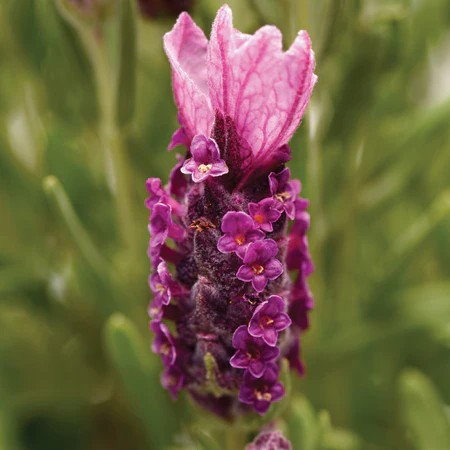 Lavandula stoechas 'Deep Rose'