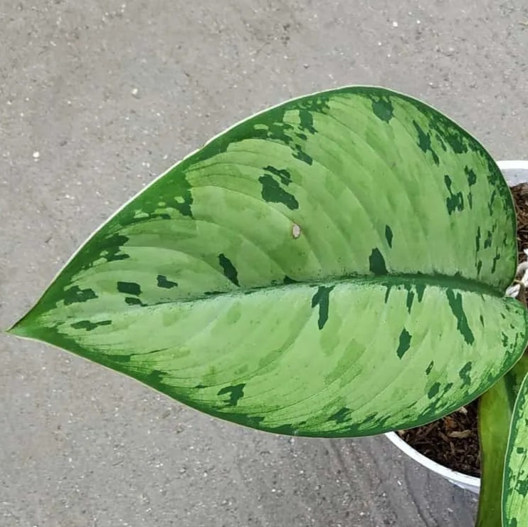 Homalomena 'Selby'