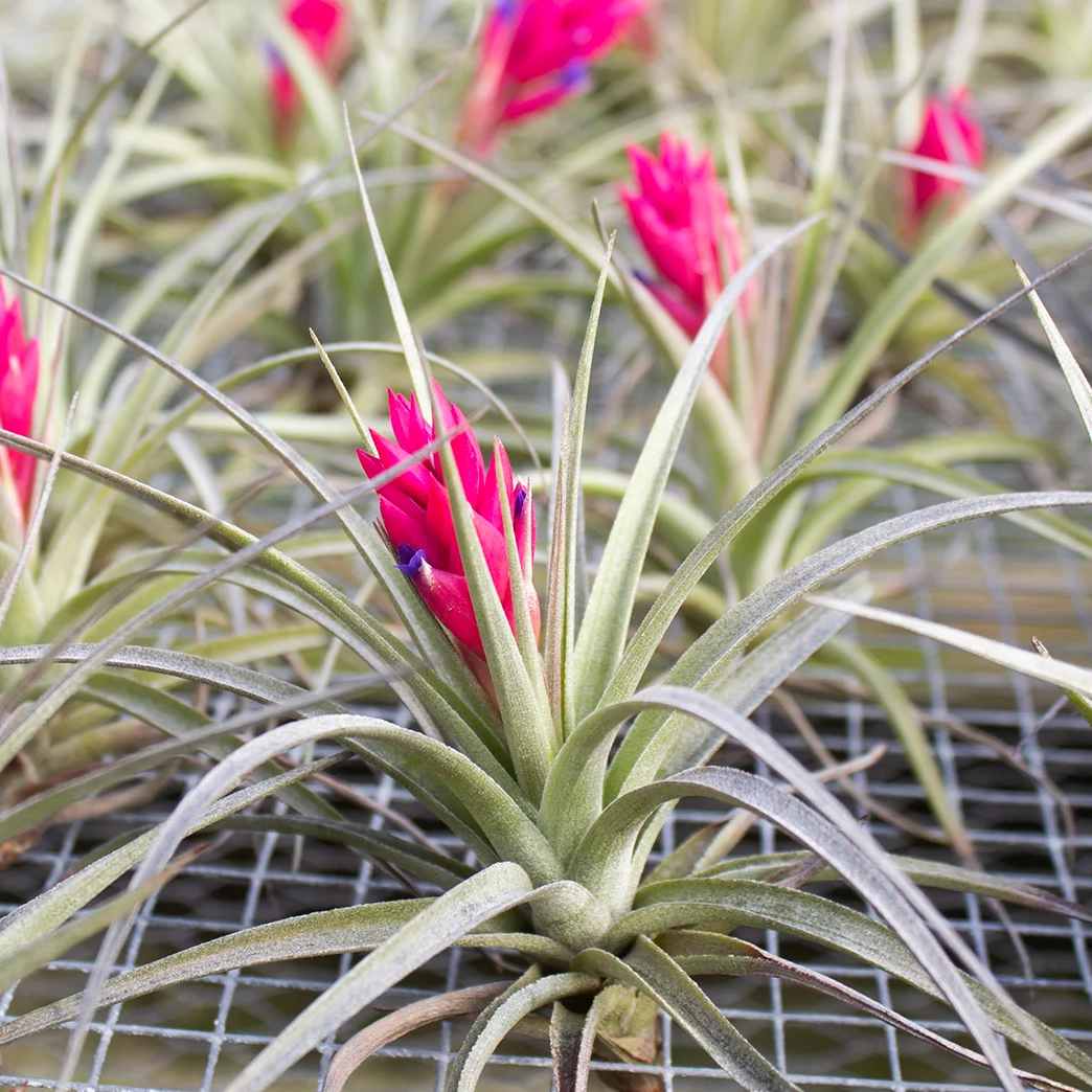 Aeranthos Negra (5-6")