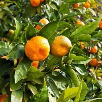 Citrus reticulata 'Changsha'