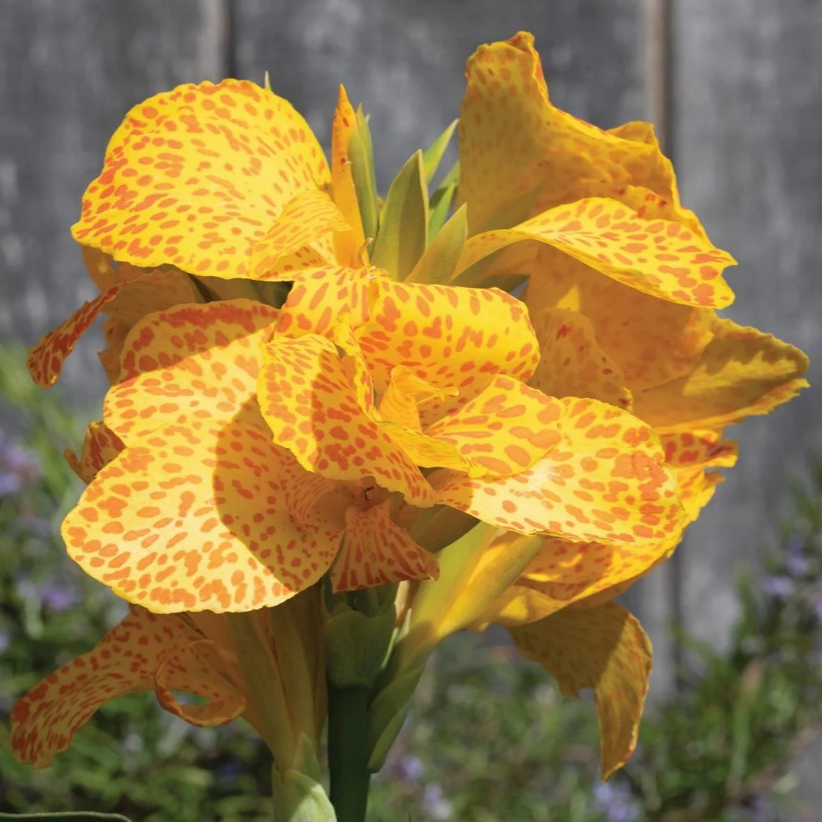 Canna Cannova 'Gold Leopard'