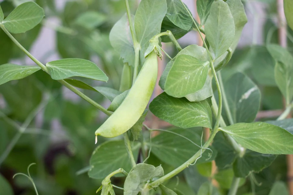 Peas - Sugar Ann Snap- Organic
