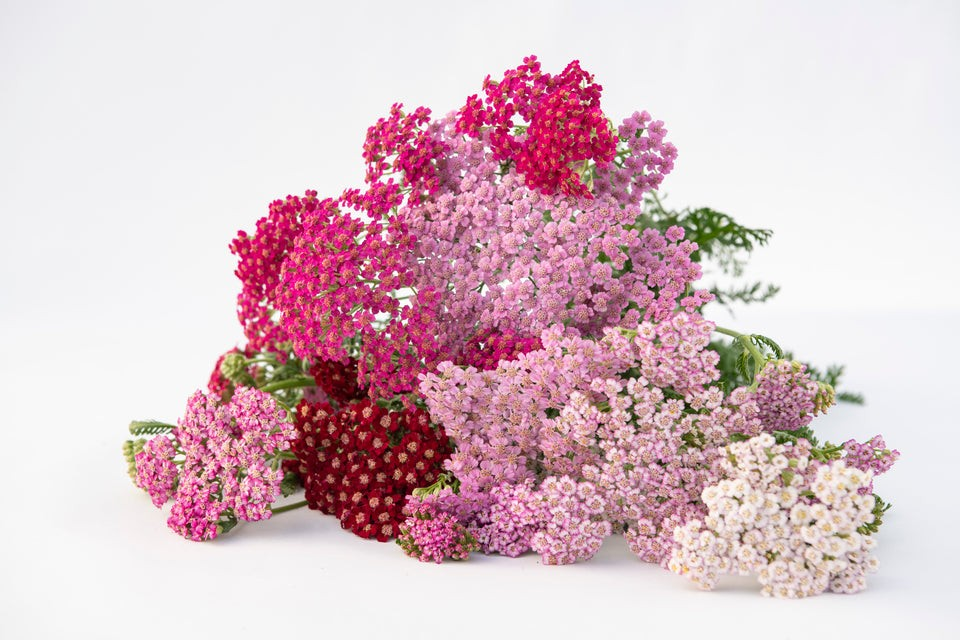 Yarrow - Flowerburst Fruit Bowl