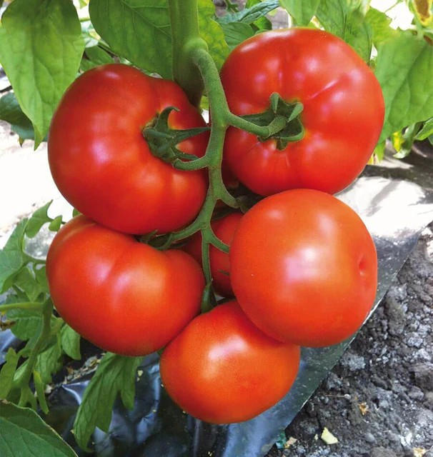 Tomatoes - Caiman F1 Certified Organic