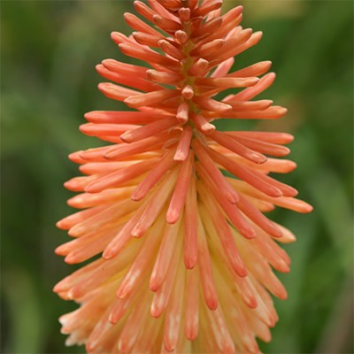 Kniphofia 'Cotton Candy'