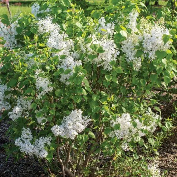Syringa vulgaris 'New Age White'