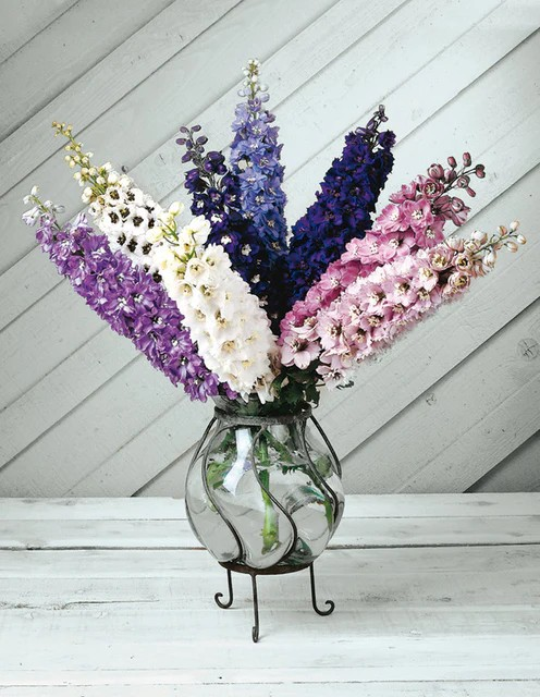 Delphinium - Magic Fountains mix