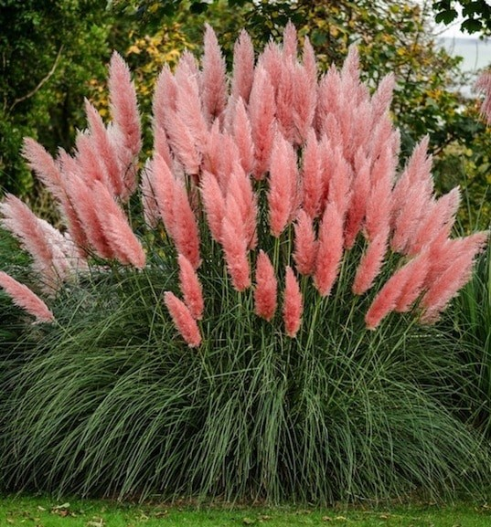 Cortaderia selloana 'Rosea'