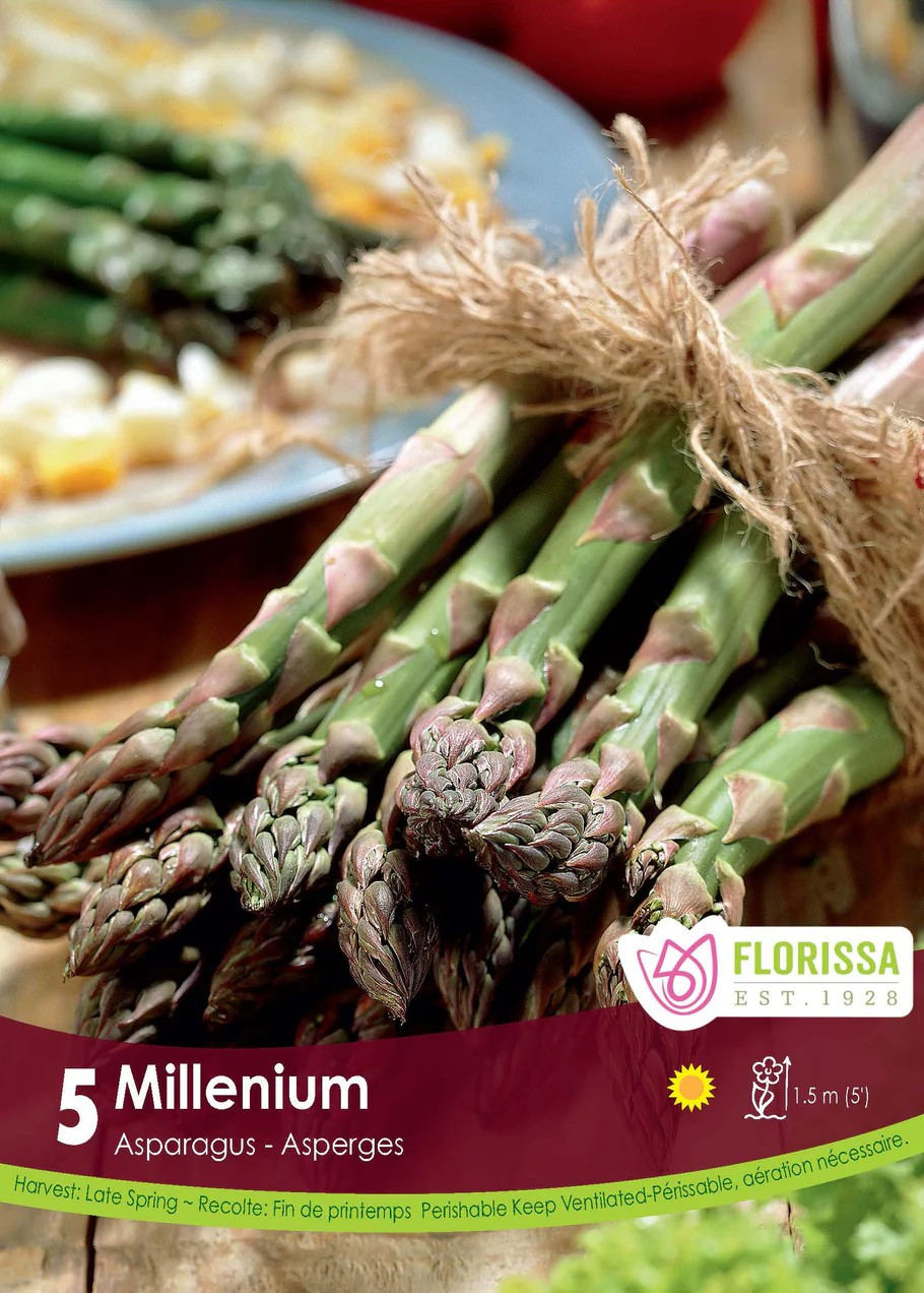 ASPARAGUS Millennium