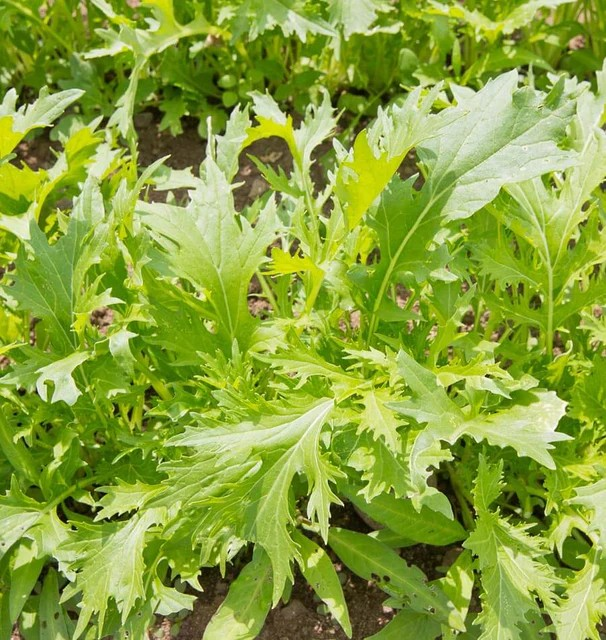 Mustard - Mizuna Certified Organic