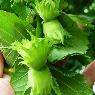 Corylus avellana 'Wepster'