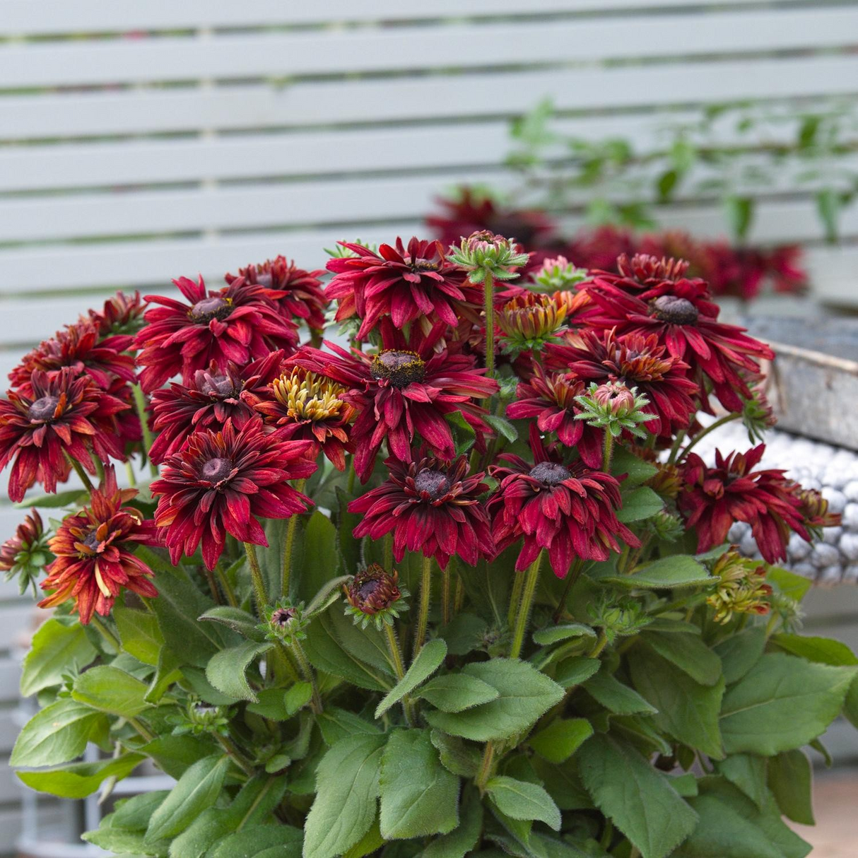 Rudbeckia sunbeckia 'Scarlet'