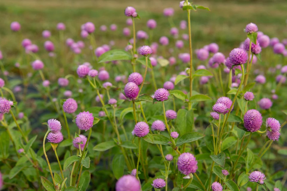 Gomphrena - Lady Lavender